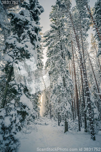 Image of Winter snow covered trees. Winter wonderland