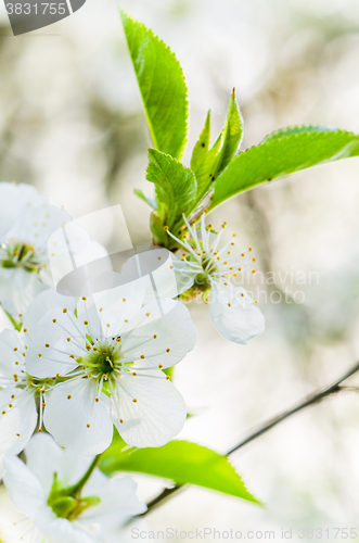 Image of Blossoming branch of a cherry, close up