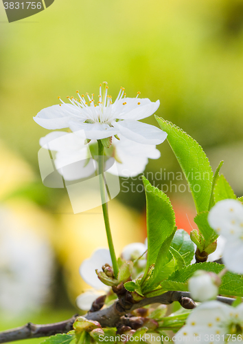 Image of Blossoming branch of a cherry, close up