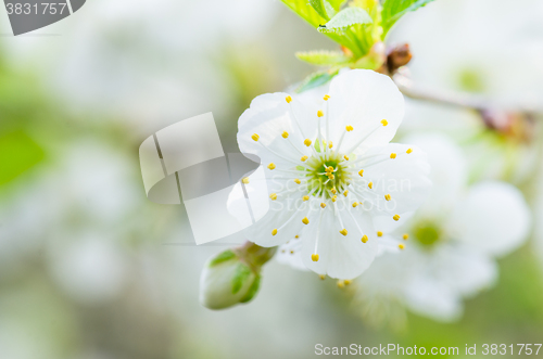 Image of Blossoming branch of a cherry, close up