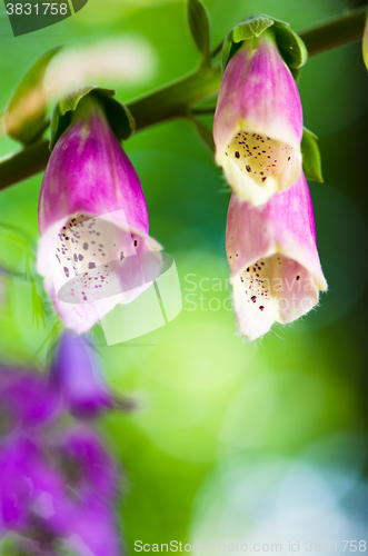Image of Beautiful flowers purple Foxglove