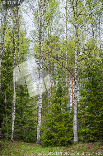 Image of Spring forest with birches and firs