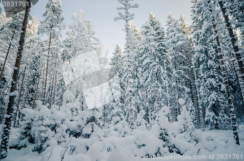 Image of Winter snow covered trees. Winter wonderland