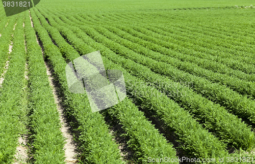 Image of Field with carrot 