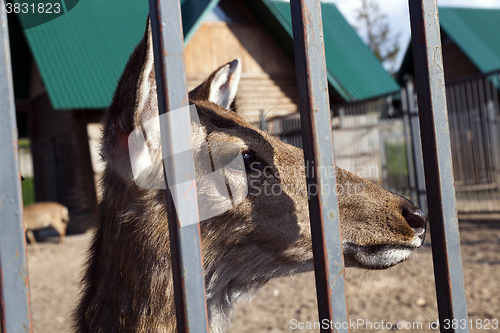 Image of deer in the zoo 