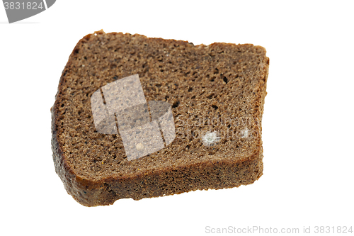 Image of bread mold. close-up 