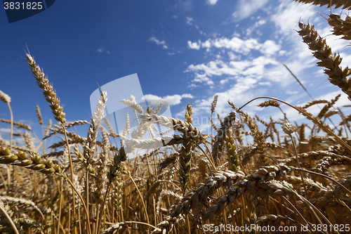 Image of agricultural field with cereal 