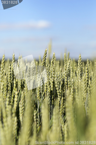 Image of agricultural field wheat  