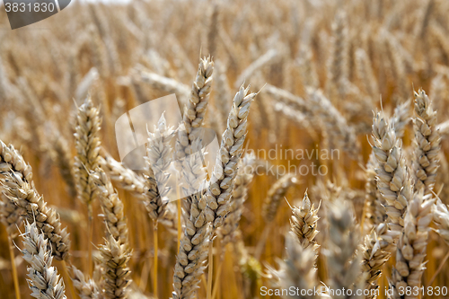 Image of ripe yellow cereals 