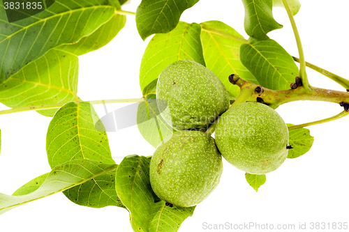 Image of walnut isolated on white  