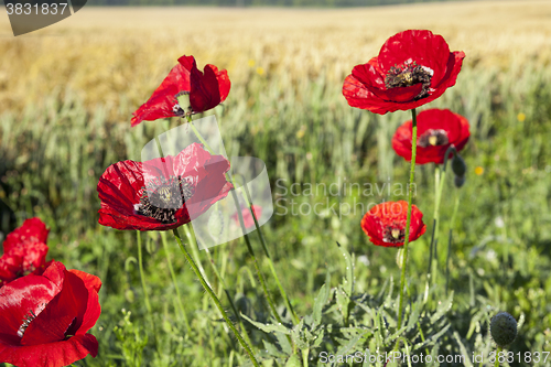 Image of red poppies in a field  