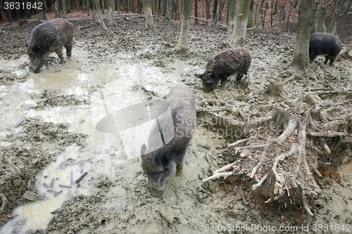 Image of Wild boars in mud