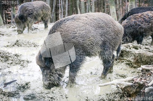 Image of Wild hogs in mud