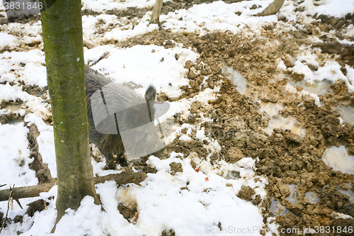 Image of Wild boar in muddy woods