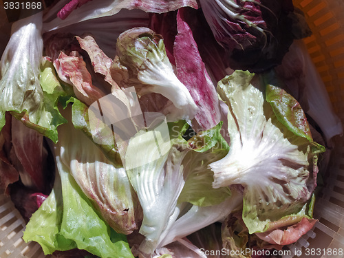 Image of Red and green lettuce