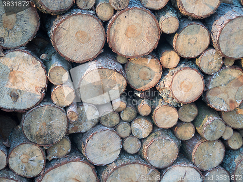 Image of some stock from the tree that will be firewood