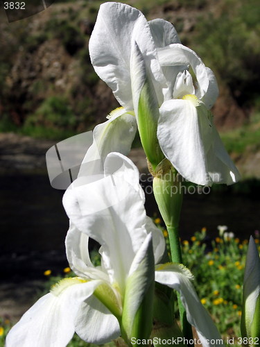 Image of White orchids