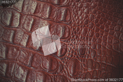 Image of crocodile leather close up