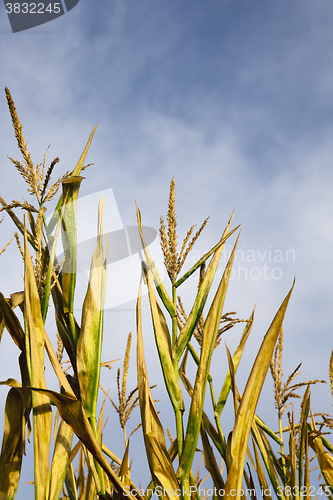 Image of Field with corn 