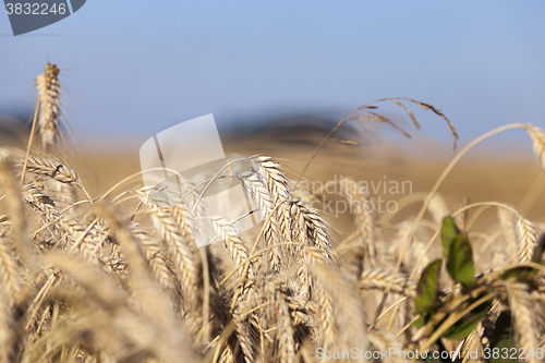 Image of Field of cereal in the summer  