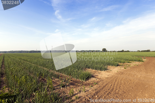 Image of sprouts green onions  