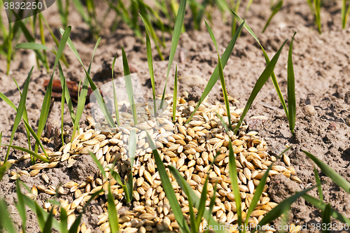 Image of little sprout Cereal  