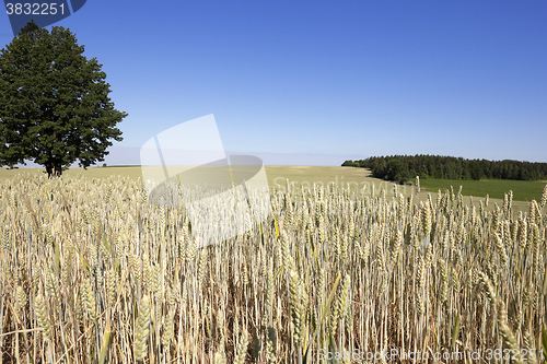 Image of farm field cereals  