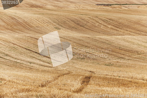 Image of collection of rye crops  