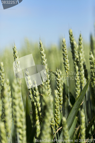 Image of immature grass sky  