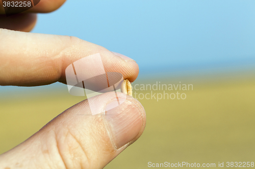Image of Wheat in hand  