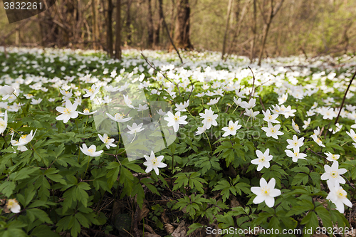 Image of   spring flowers in white