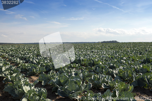 Image of green cabbage in a field  