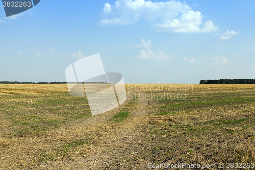 Image of farm field cereals  