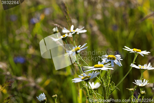 Image of white daisy , bloom