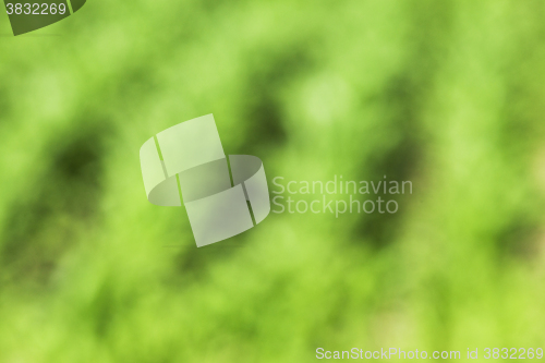 Image of Green corn field  , Defocus