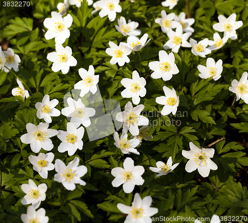 Image of spring flowers , close-up  