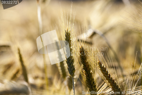 Image of ripe yellow cereals  