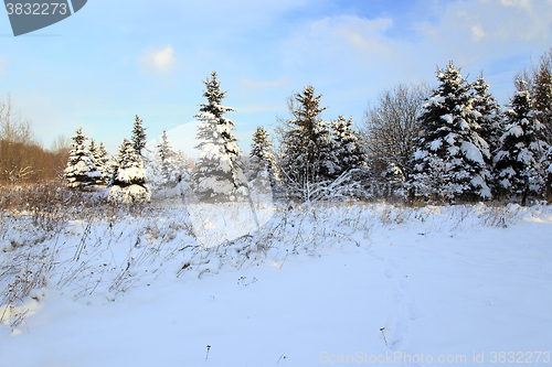 Image of   fir tree in winter