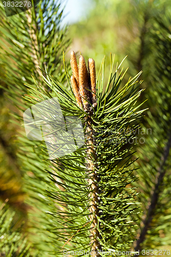 Image of spruce forest, nature  