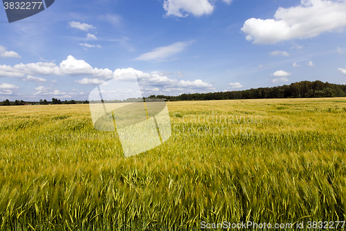 Image of immature cereals , field