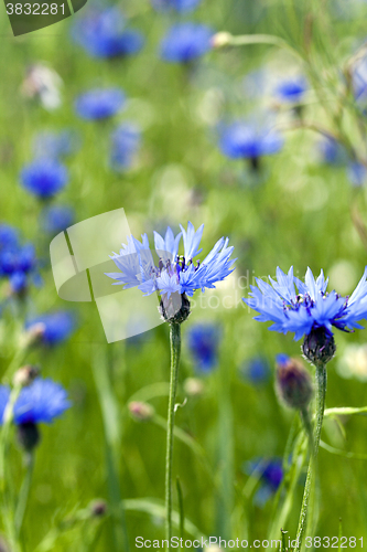 Image of blue cornflower ,  spring
