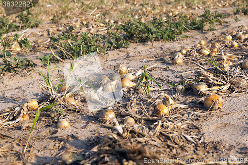 Image of Harvesting onion field  