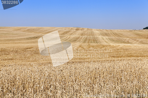 Image of collection of rye crops  