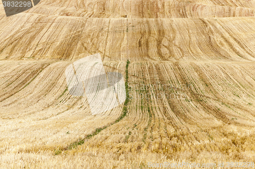 Image of collection of rye crops  