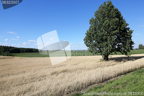 Image of farm field cereals  