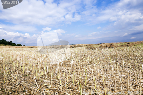 Image of harvesting of rape  