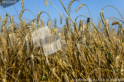 Image of agriculture cereals. summer