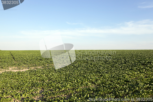 Image of Field with sugar beet  