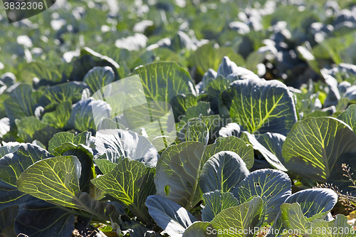 Image of Field of cabbage, spring  