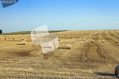 Image of Field after harvest  